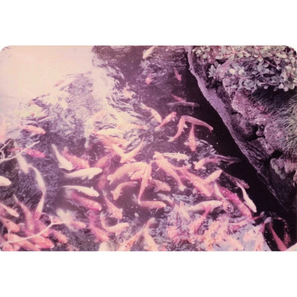 Vintage 1970s Byodo-In Temple Oahu Hawaii Buddha Photo Lot of 9 - Picture 2 of 9